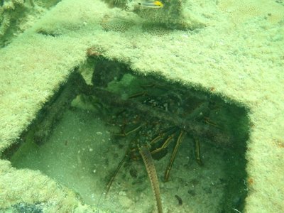 Illegal Florida Lobster Habitat Metal Box2.jpg