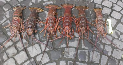 mini-season-2013-catch.jpg (617.3 KiB) Viewed 67791 times mini-season-2013-catch.jpg