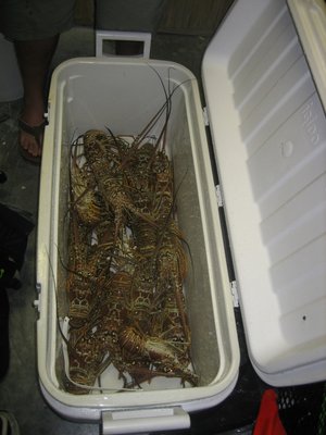 Dan-lobster-mini-2012.jpg