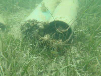 illegal-florida-lobster-habitat.jpg (518.58 KiB) Viewed 8715505 times illegal-florida-lobster-habitat.jpg