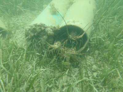 illegal-florida-lobster-habitat.jpg