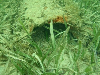 Illegal Florida Lobster Habitat metal.jpg